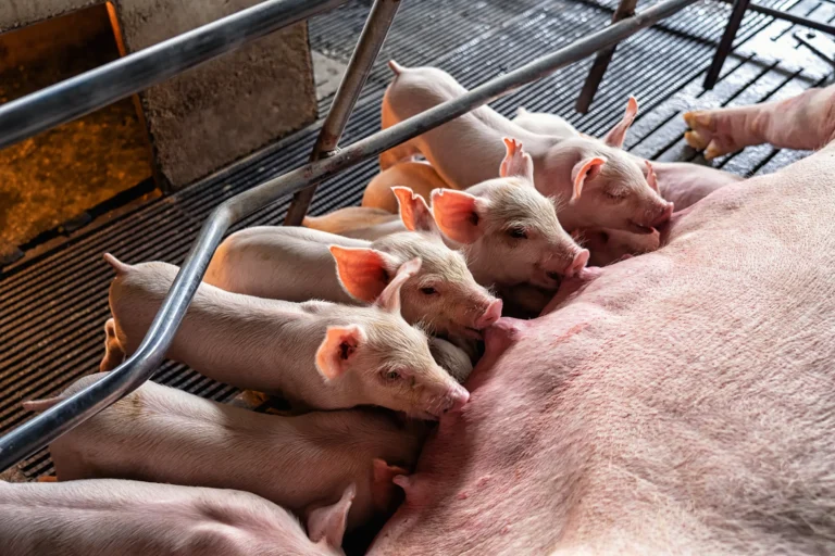 baby-pigs-sucking-mother-pig-hog-farms-animal-pig-industry